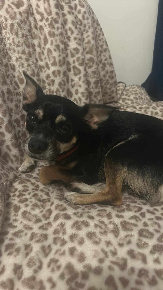 Wally, an adoptable Chihuahua in Halifax, NS, B3J 3A5 | Photo Image 5