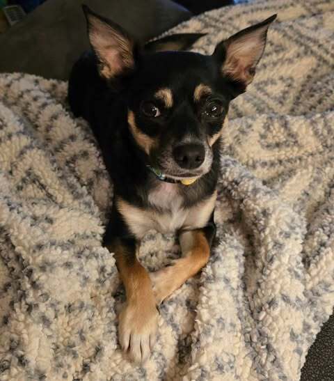 Wally, an adoptable Chihuahua in Halifax, NS, B3J 3A5 | Photo Image 6