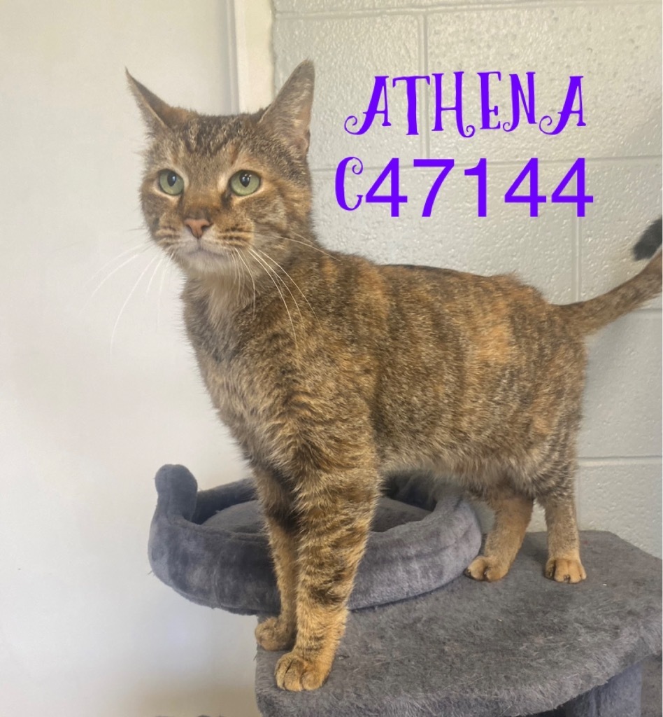 Athena