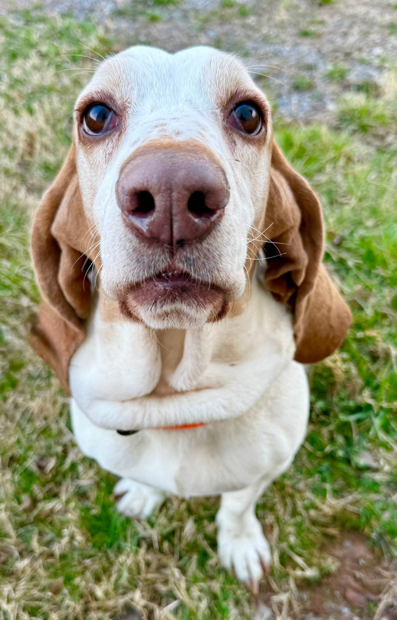 Nova