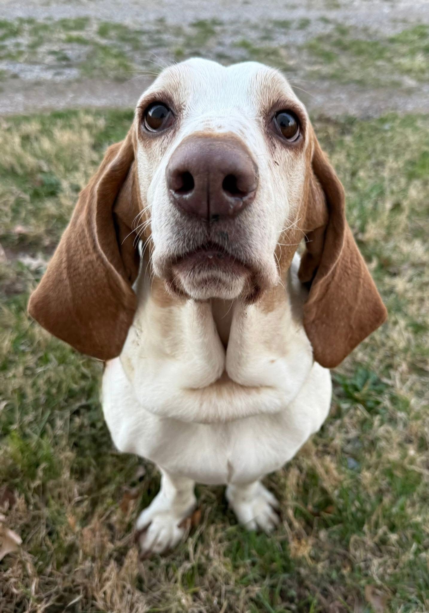 Nova
