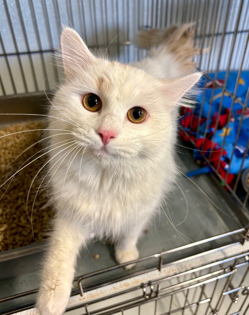 Bruno, an adoptable Domestic Long Hair in Rock Springs, WY, 82901 | Photo Image 1