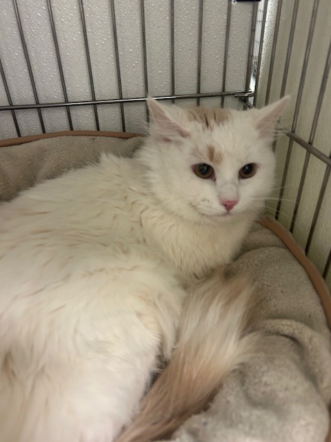 Bruno, an adoptable Domestic Long Hair in Rock Springs, WY, 82901 | Photo Image 2