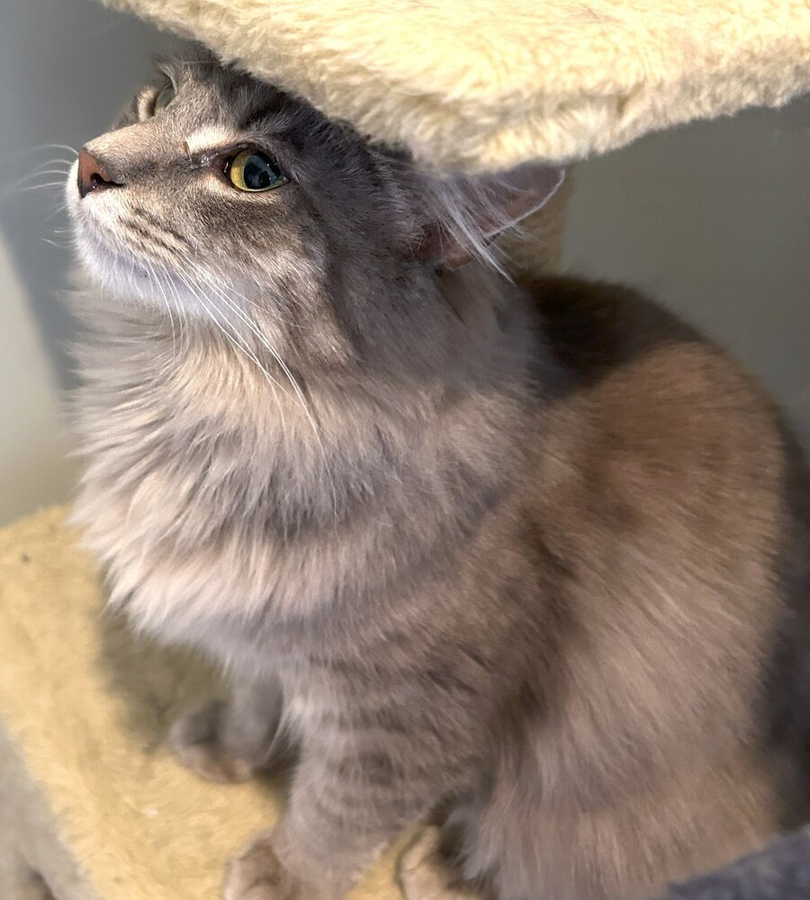 Gretchen