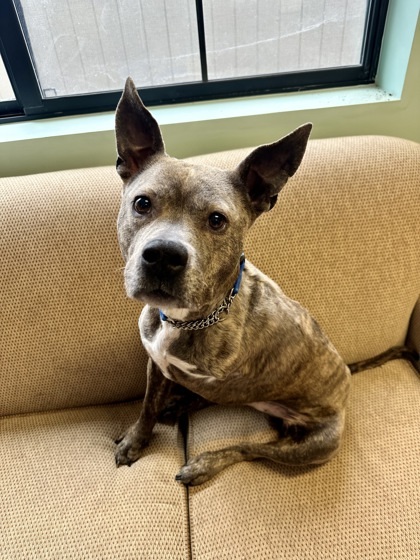Comet *IN FOSTER*, an adoptable Mixed Breed in Harbor Springs, MI, 49740 | Photo Image 1