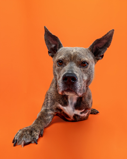 Comet, an adoptable Mixed Breed in Harbor Springs, MI, 49740 | Photo Image 1