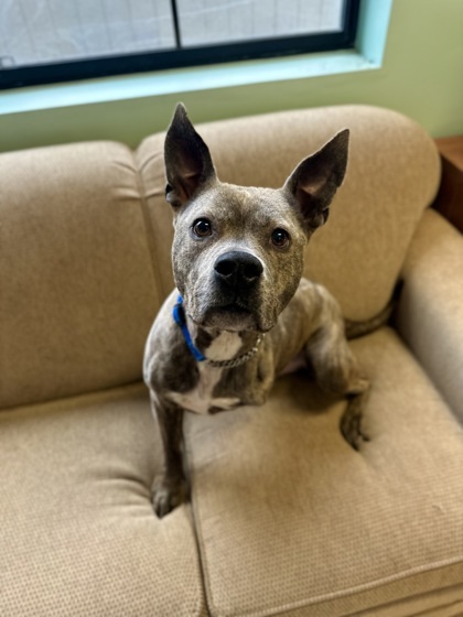 Comet *IN FOSTER*, an adoptable Mixed Breed in Harbor Springs, MI, 49740 | Photo Image 2