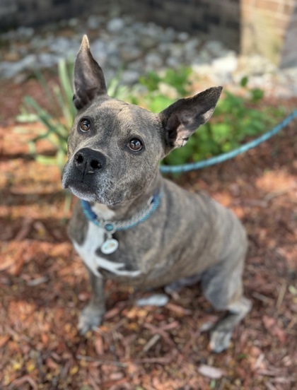 Comet, an adoptable Mixed Breed in Harbor Springs, MI, 49740 | Photo Image 2