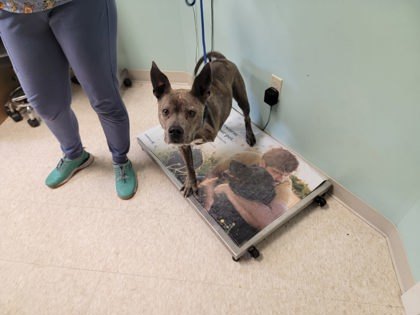 Comet *IN FOSTER*