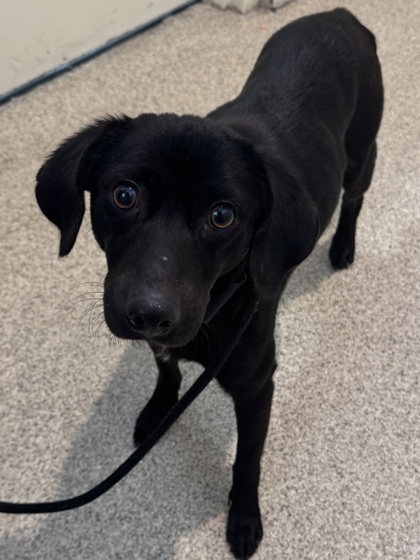 Brie *IN FOSTER*, an adoptable Mixed Breed in Harbor Springs, MI, 49740 | Photo Image 1