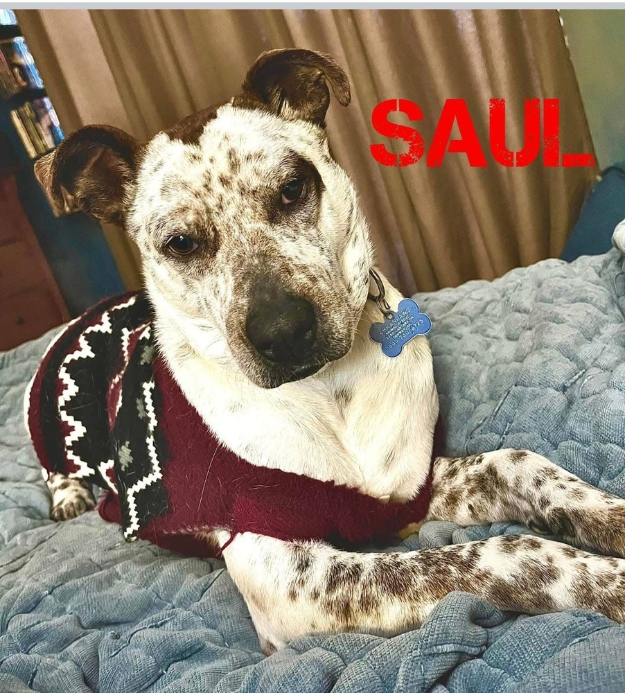 Saul