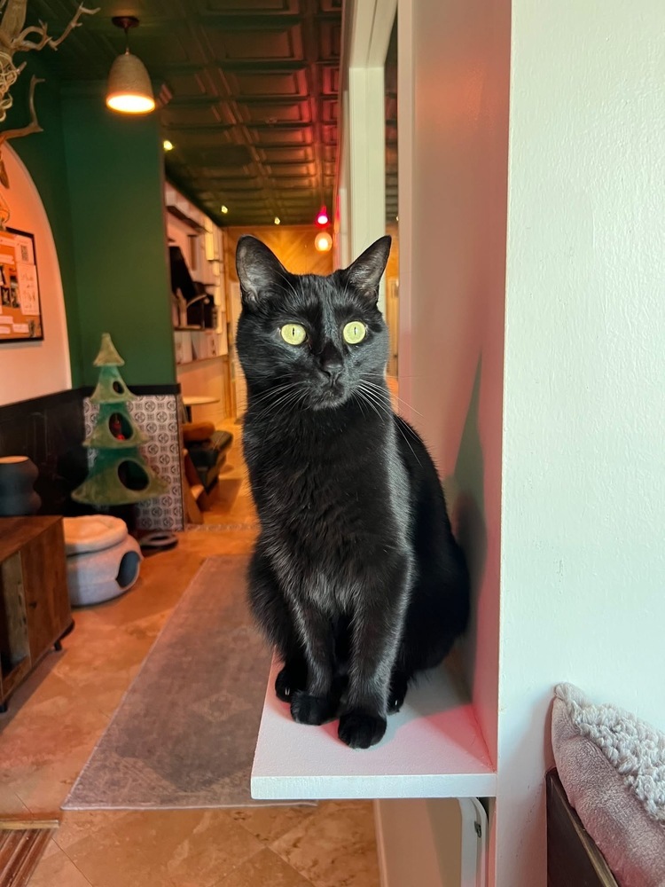 Sammy, an adoptable Domestic Short Hair in Fort Walton Beach, FL, 32548 | Photo Image 1