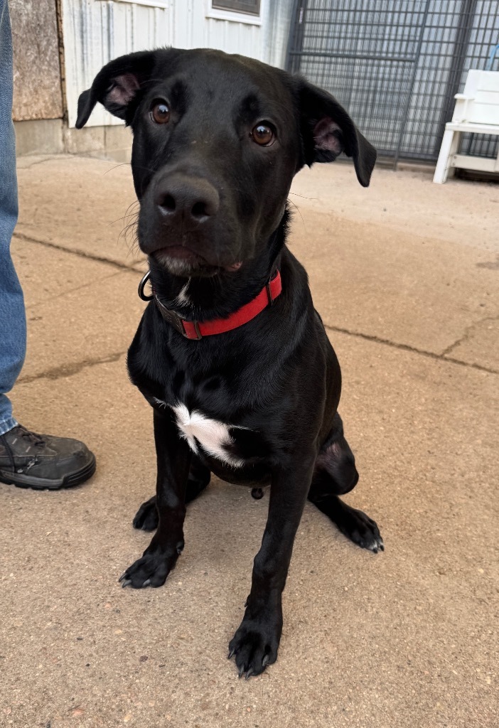 Hoover, an adoptable Rottweiler, Pit Bull Terrier in Hastings, NE, 68901 | Photo Image 1
