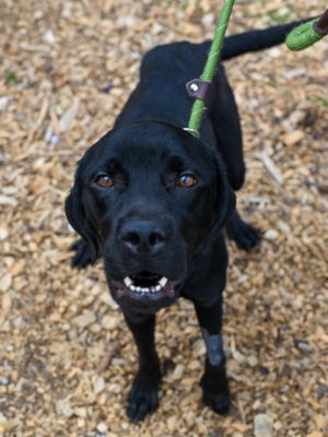 Say hello to Skim a 2 year old black pup who is as handsome as he is smart Skim has