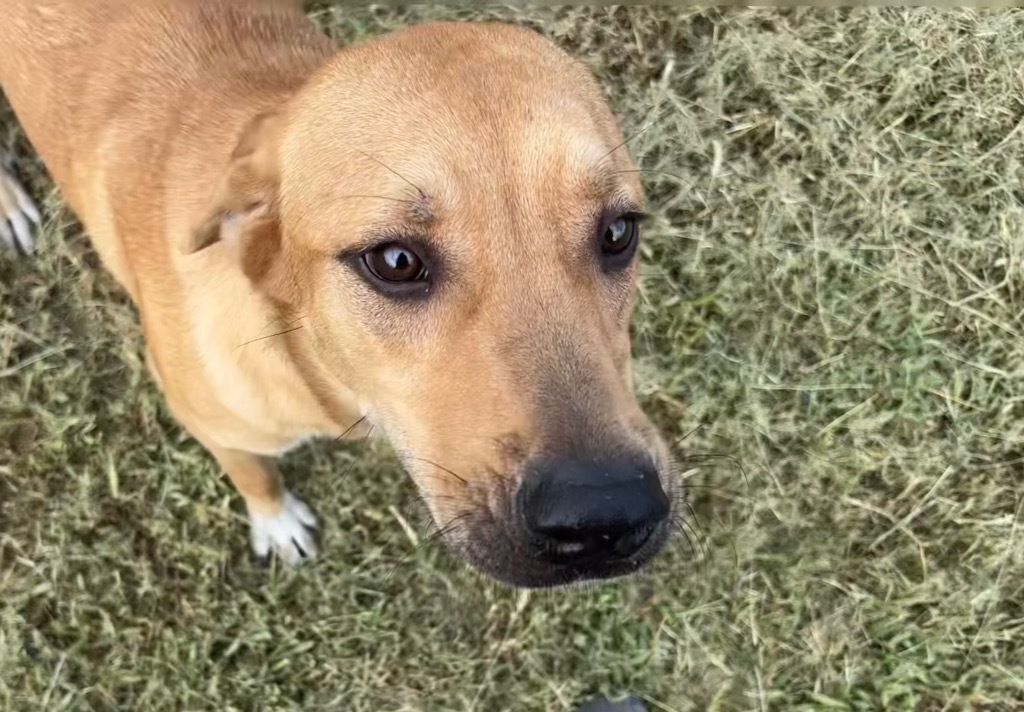 Barley (Duke)