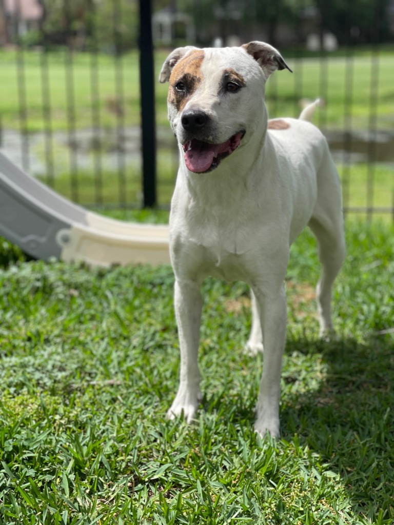 Callie/ Philly Roll (In Foster)