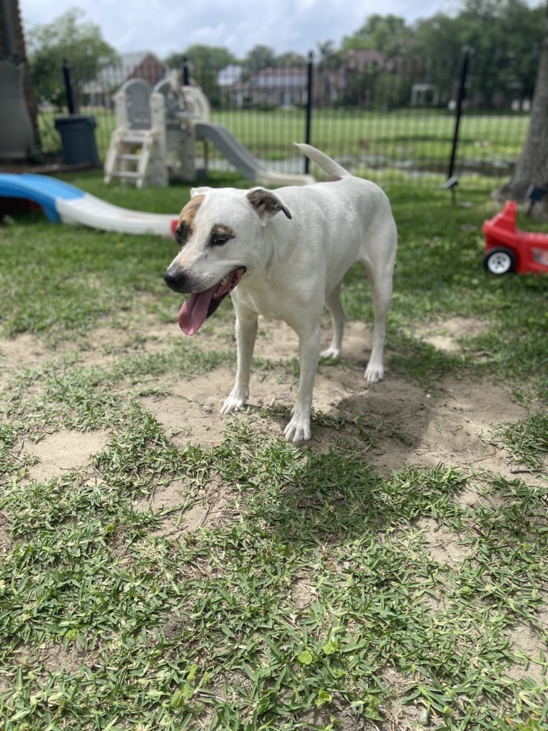 Callie/ Philly Roll (In Foster)