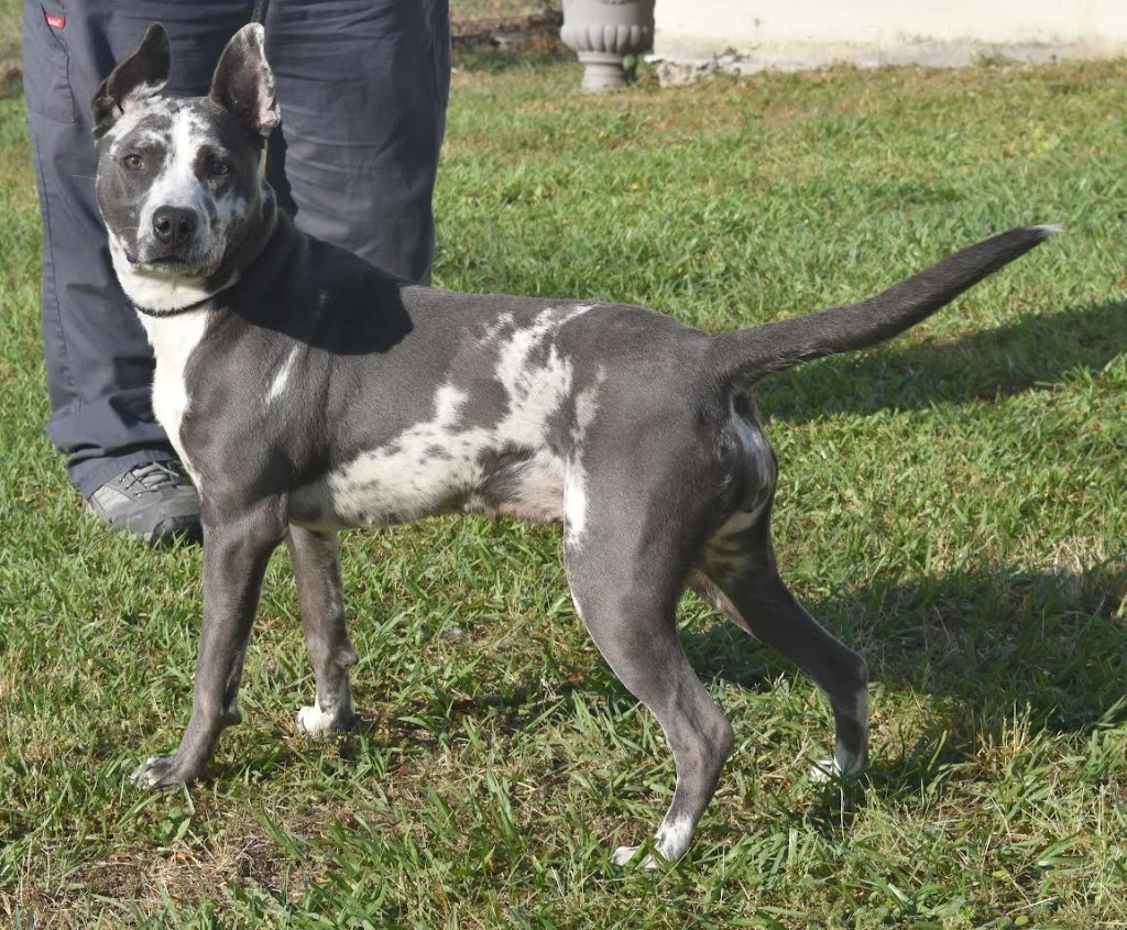 Nyla