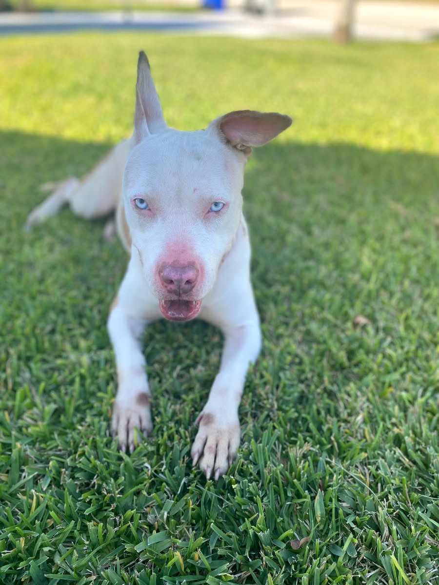 Elsa