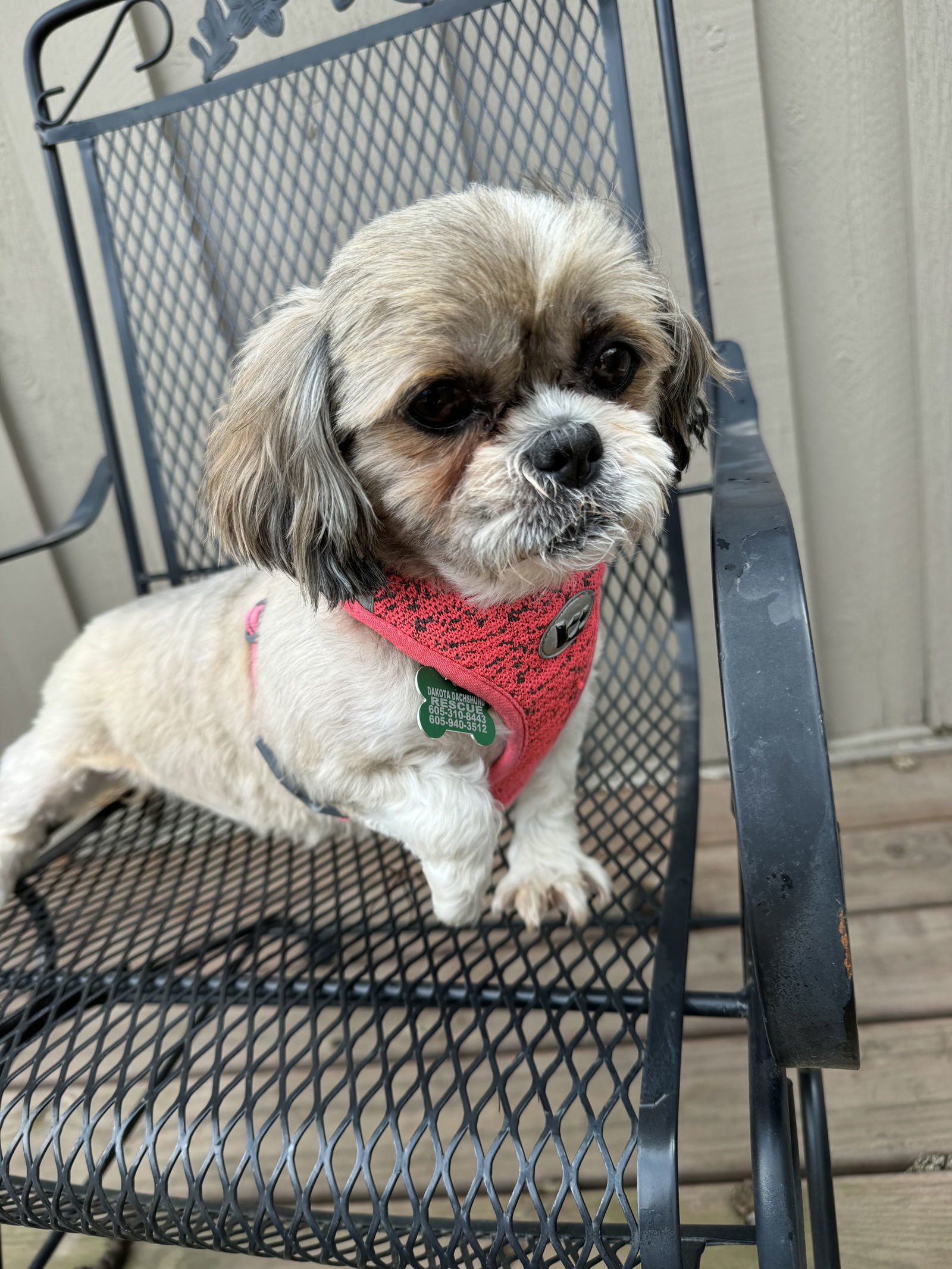 Phyllis, an adoptable Shih Tzu in Sioux Falls, SD, 57101 | Photo Image 1