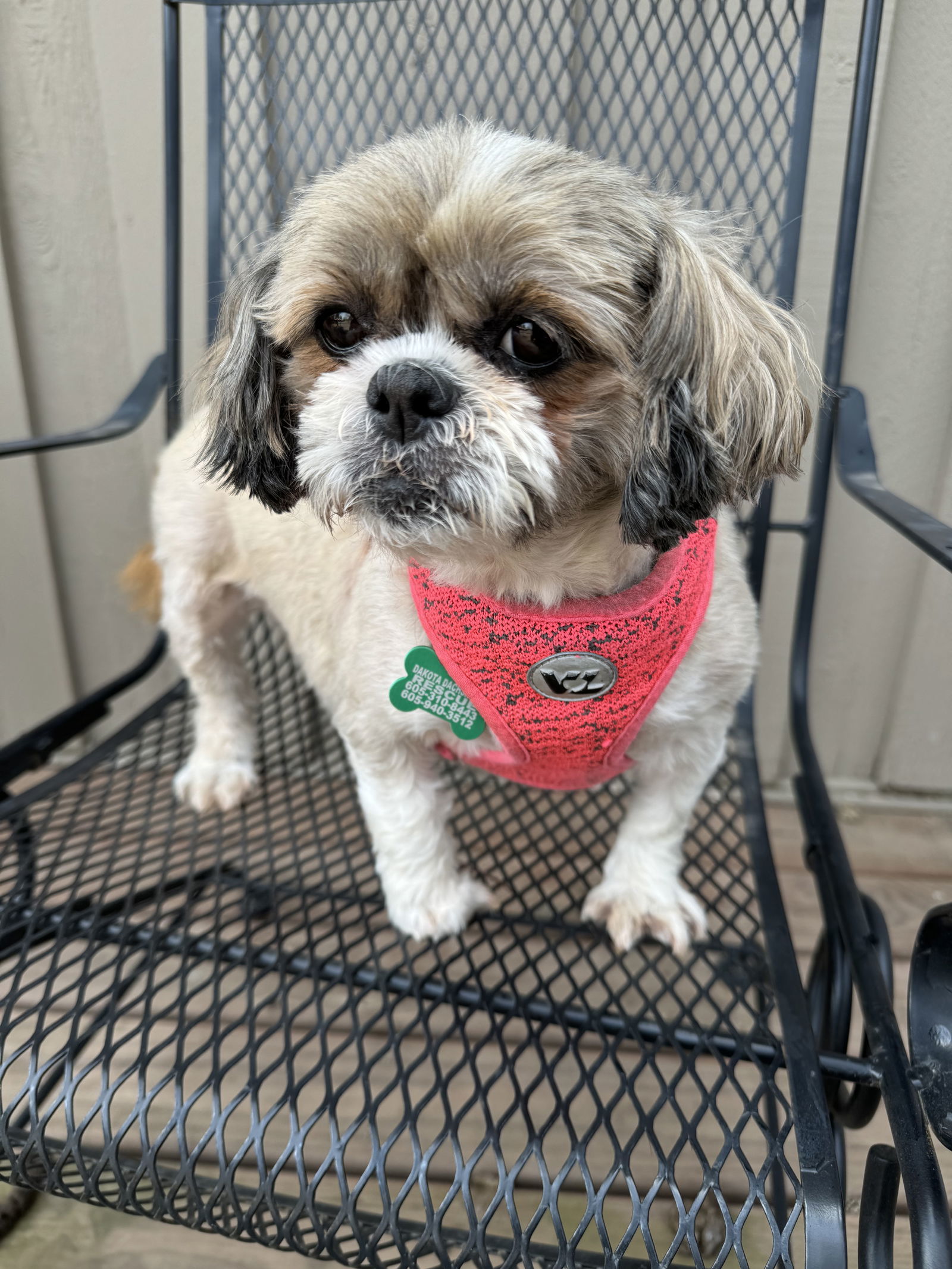 Phyllis, an adoptable Shih Tzu in Sioux Falls, SD, 57101 | Photo Image 2