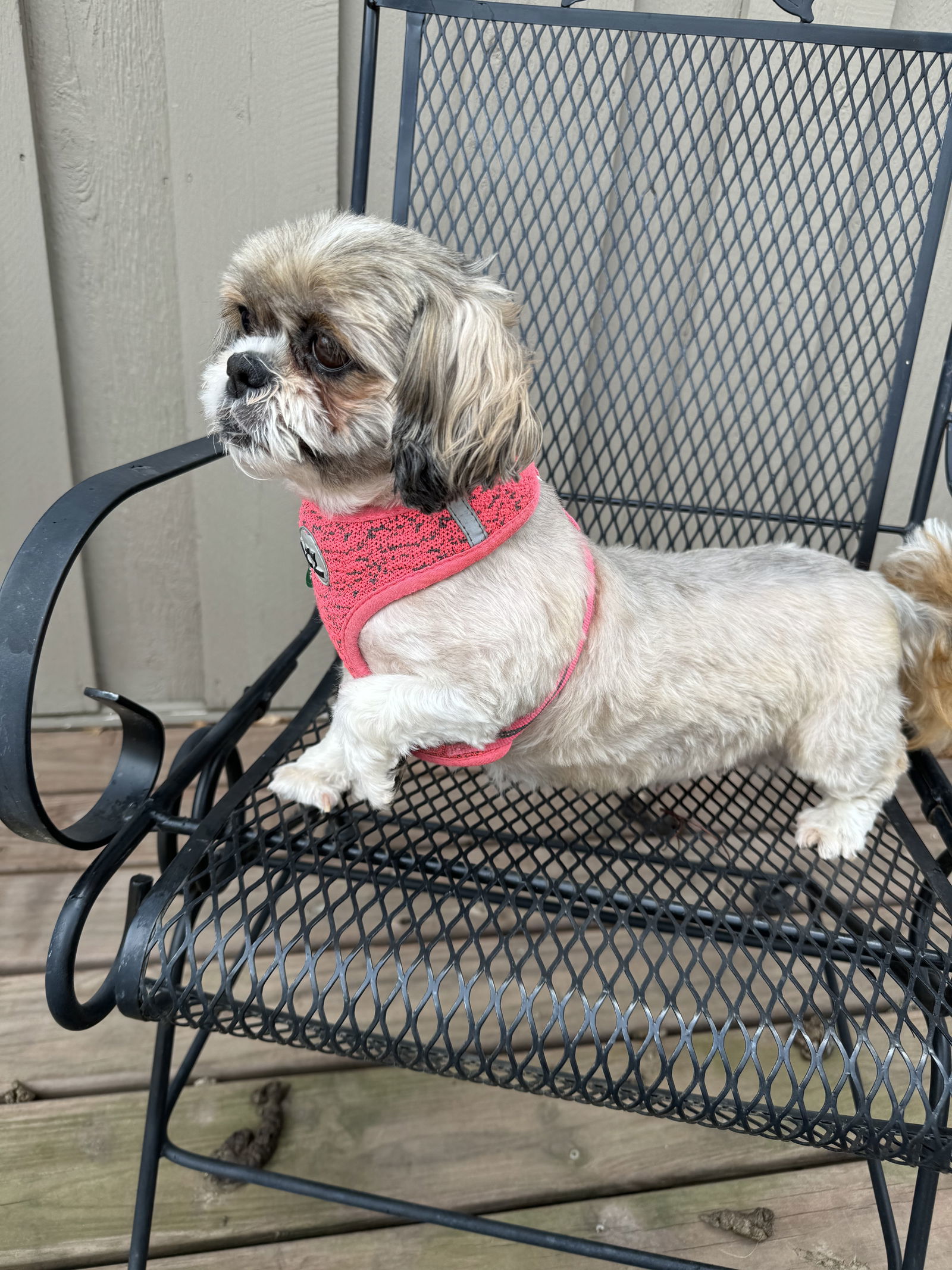 Phyllis, an adoptable Shih Tzu in Sioux Falls, SD, 57101 | Photo Image 3