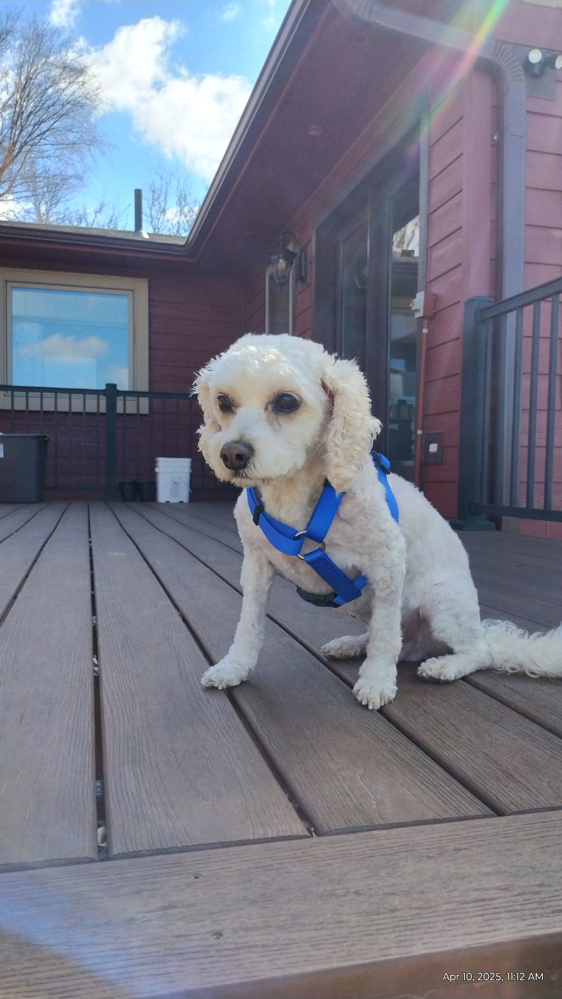 Skip, an adoptable Cavalier King Charles Spaniel, Bichon Frise in Sioux Falls, SD, 57101 | Photo Image 2