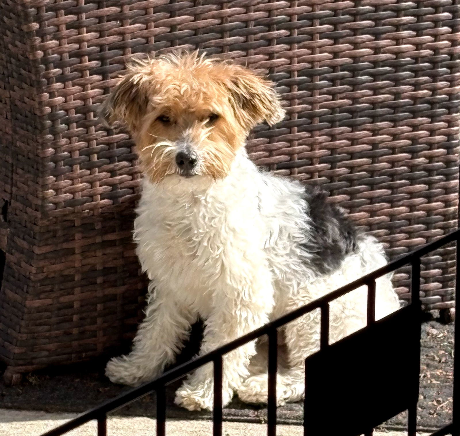 Benji, an adoptable Yorkshire Terrier in Sioux Falls, SD, 57101 | Photo Image 1