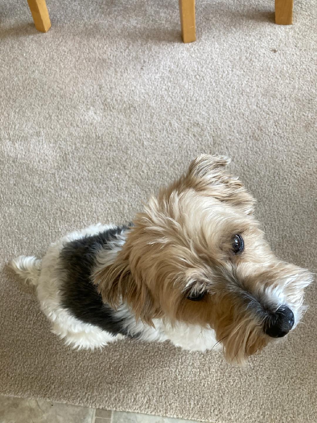 Benji, an adoptable Yorkshire Terrier in Sioux Falls, SD, 57101 | Photo Image 3