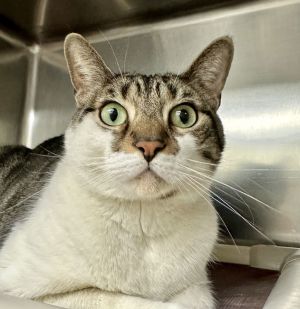 Maro, Adult Male Domestic Short Hair