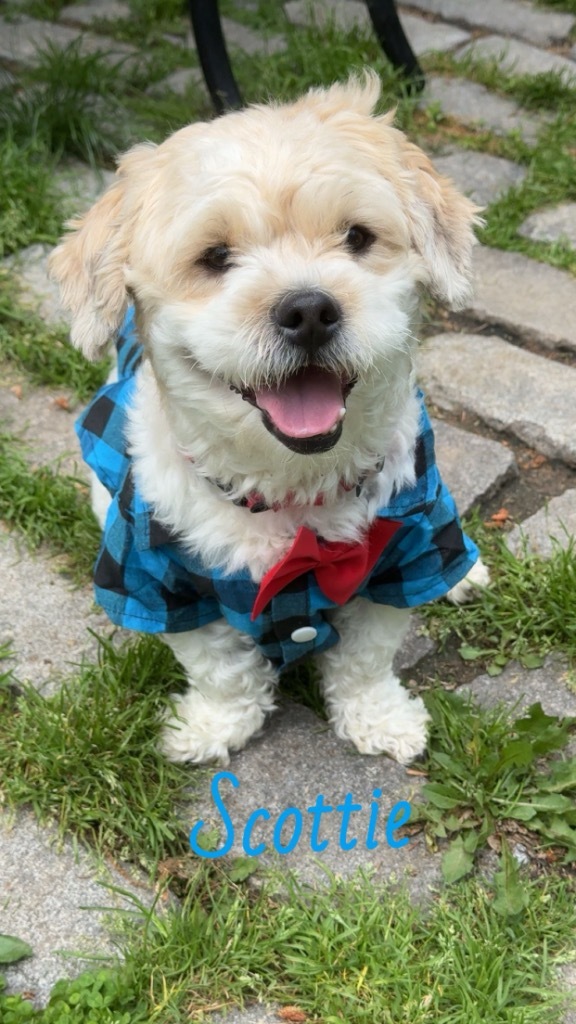 Scottie+, an adoptable Maltese, Poodle in Pomona, NY, 10970 | Photo Image 1
