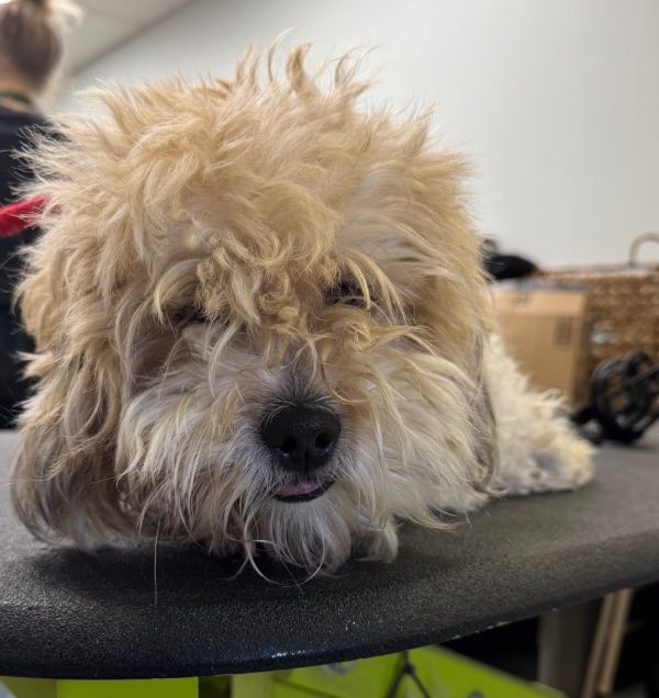 Scottie+ thumbnail 2