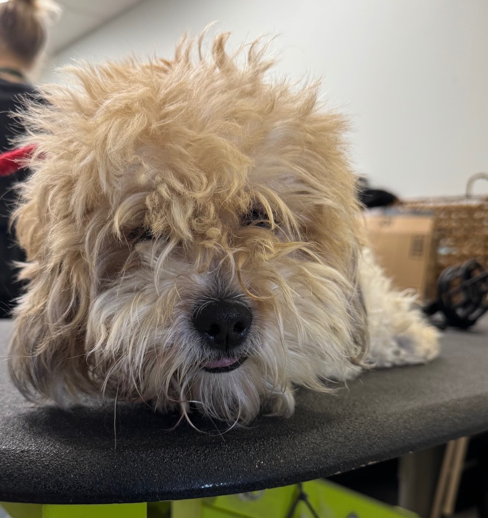 Scottie+, an adoptable Maltese, Poodle in Pomona, NY, 10970 | Photo Image 2