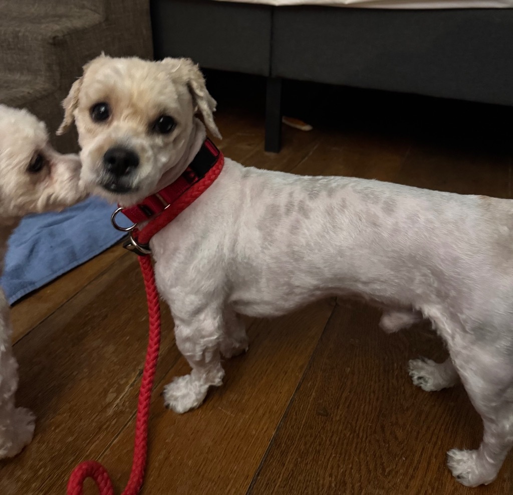Scottie+, an adoptable Maltese, Poodle in Pomona, NY, 10970 | Photo Image 3