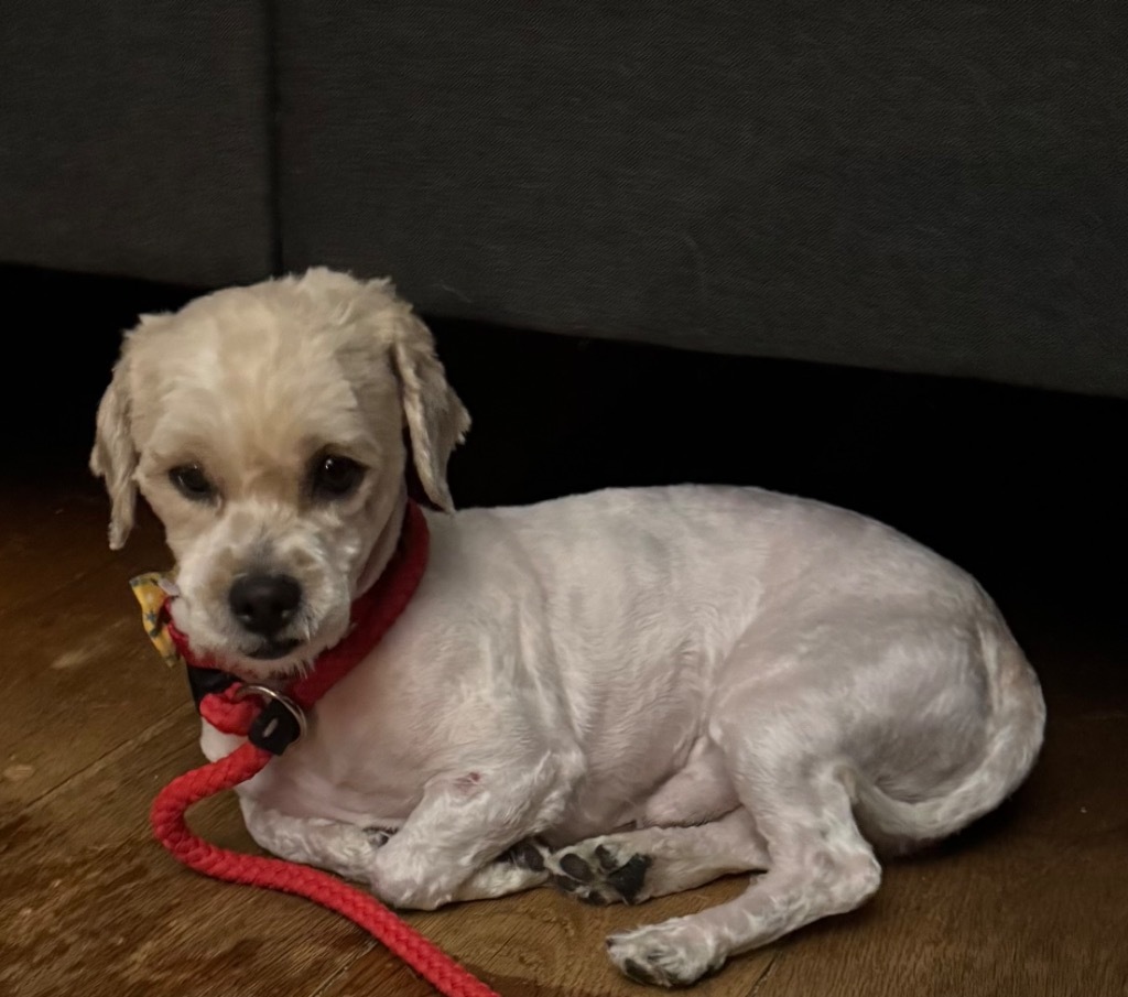Scottie+, an adoptable Maltese, Poodle in Pomona, NY, 10970 | Photo Image 4