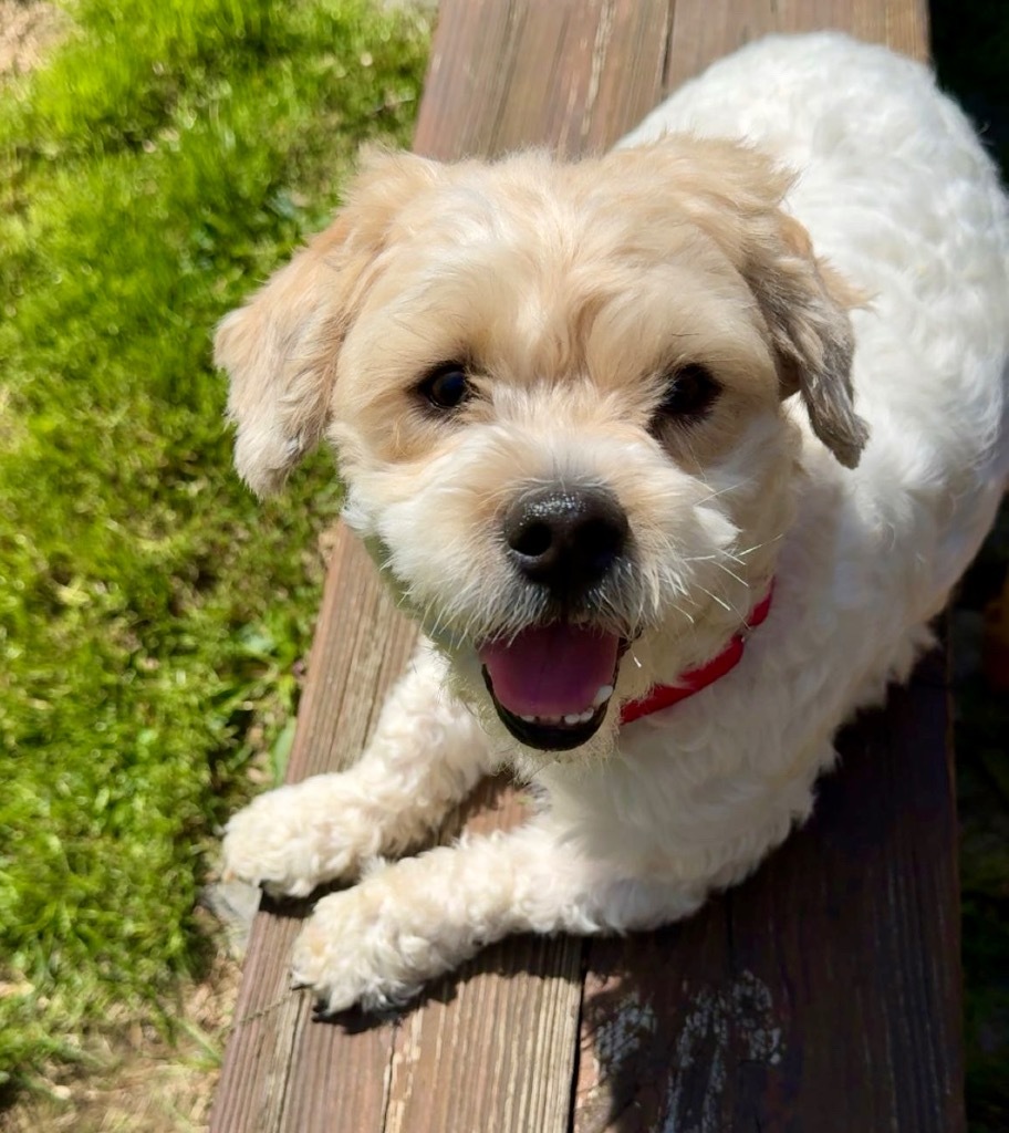 Scottie+, an adoptable Maltese, Poodle in Pomona, NY, 10970 | Photo Image 5