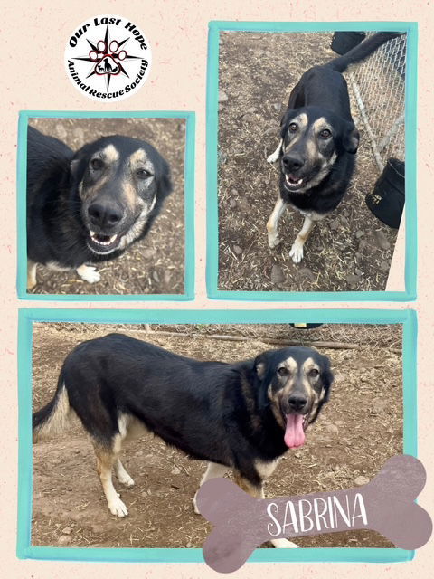 Sabrina, an adoptable Shepherd in Princeton, BC, V0X 1W0 | Photo Image 1