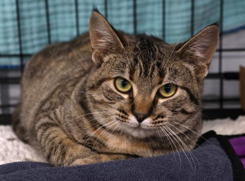 Cinnamon, an adoptable Domestic Short Hair in Thief River Falls, MN, 56701 | Photo Image 1
