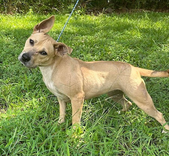 250061 Bonnie