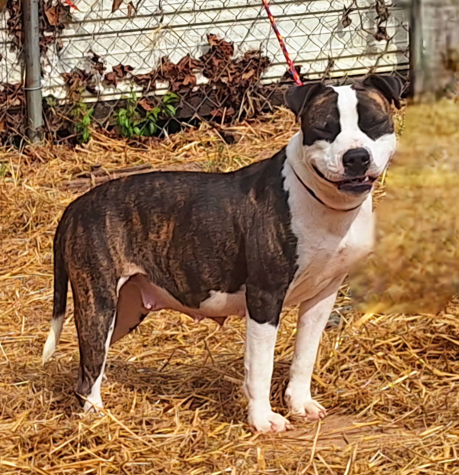 250035 Olivia