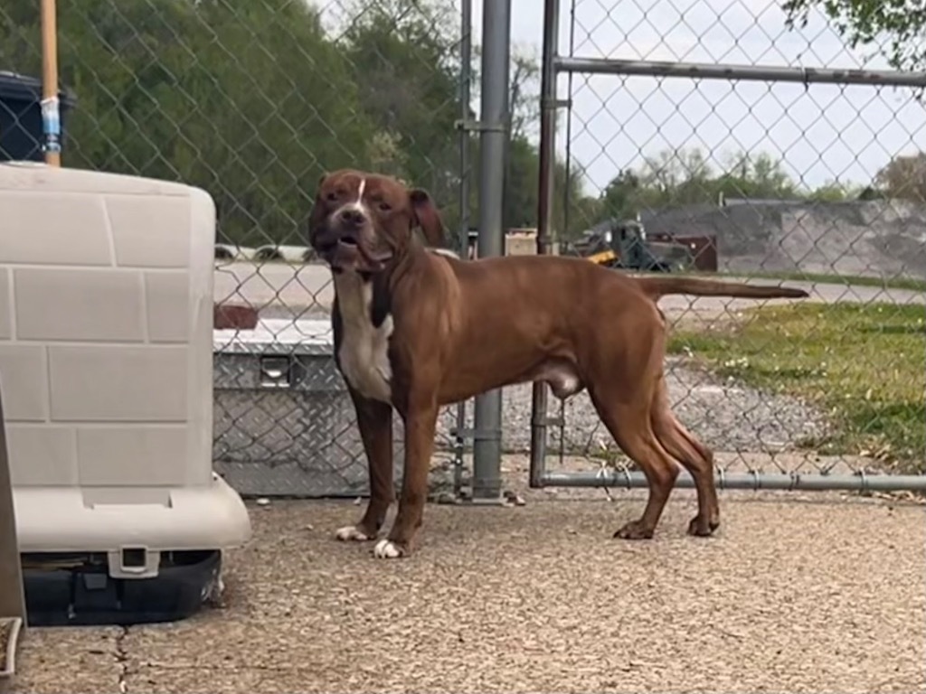 Zane