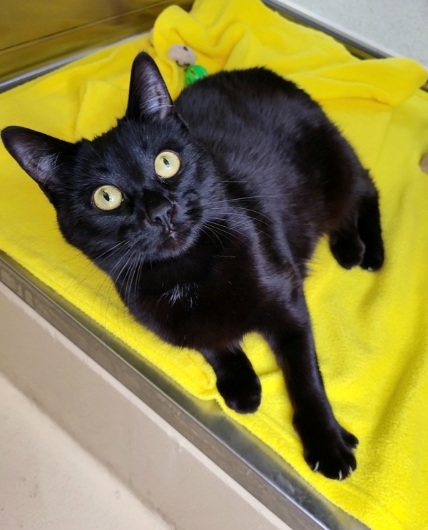 Bubs 41594, an adoptable Domestic Short Hair in Pocatello, ID, 83205 | Photo Image 1