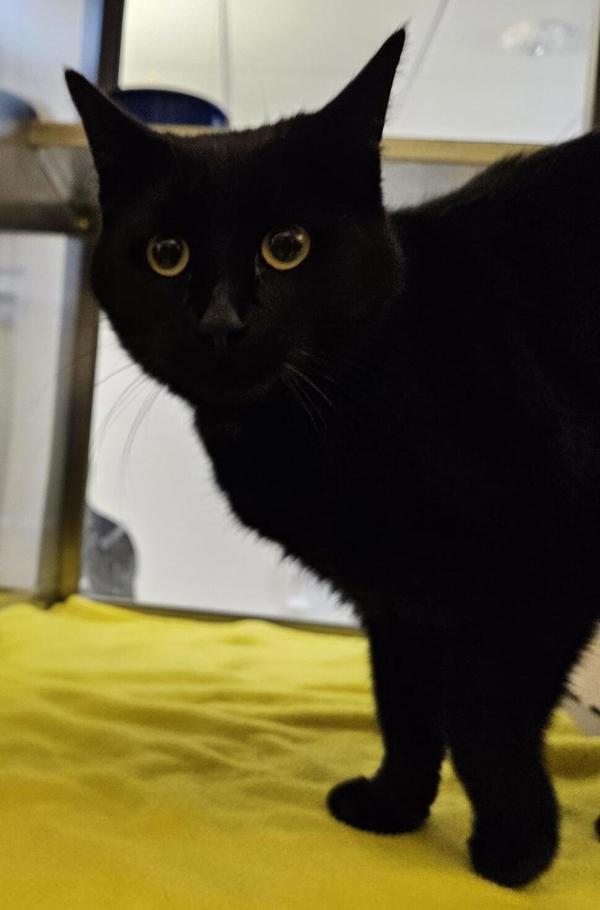 Bubs 41594, an adoptable Domestic Short Hair in Pocatello, ID, 83205 | Photo Image 2