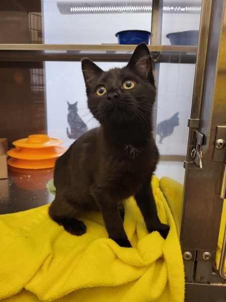 Bubs 41594, an adoptable Domestic Short Hair in Pocatello, ID, 83205 | Photo Image 3