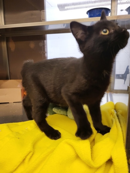 Bubs 41594, an adoptable Domestic Short Hair in Pocatello, ID, 83205 | Photo Image 4