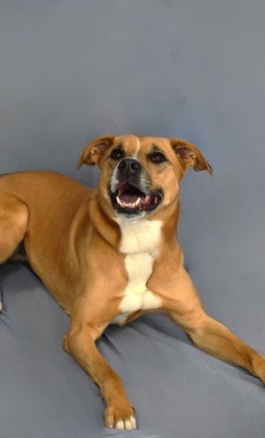 Need a little extra spark in your life Meet Tesla-our high-voltage fun-loving girl whos always fu