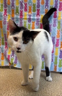 Freddie, Adult Male Domestic Short Hair