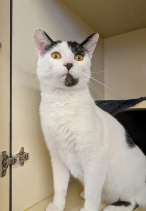 Freddie, Adult Male unknown
