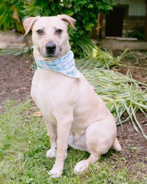 Meet Moose This sweet boy may be a little shy at first but with some time and patience he warms