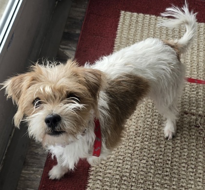 Bunny, an adoptable Parson Russell Terrier, Mixed Breed in Willmar, MN, 56201 | Photo Image 1